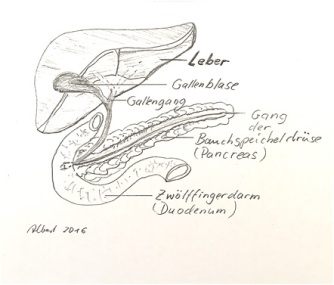 Funktionen der Leber_web